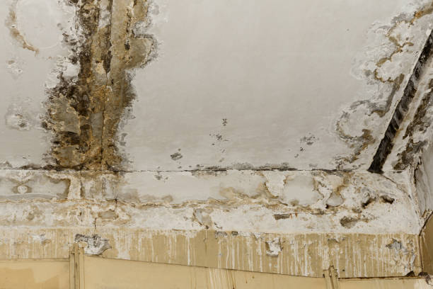 Best Forensic Mold Investigation  in Rson, CA