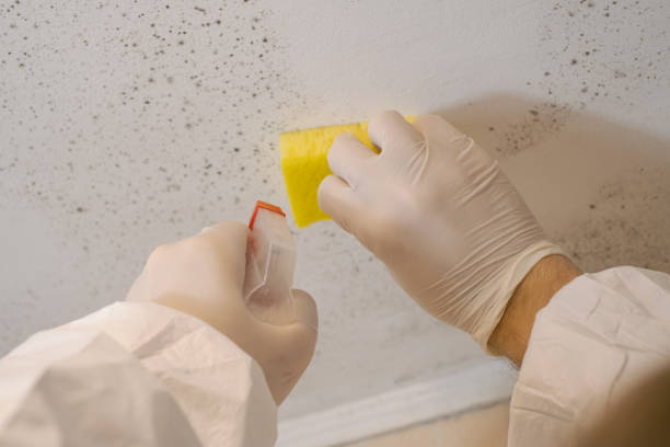 Best Air Quality Testing for Mold Spores  in Rson, CA