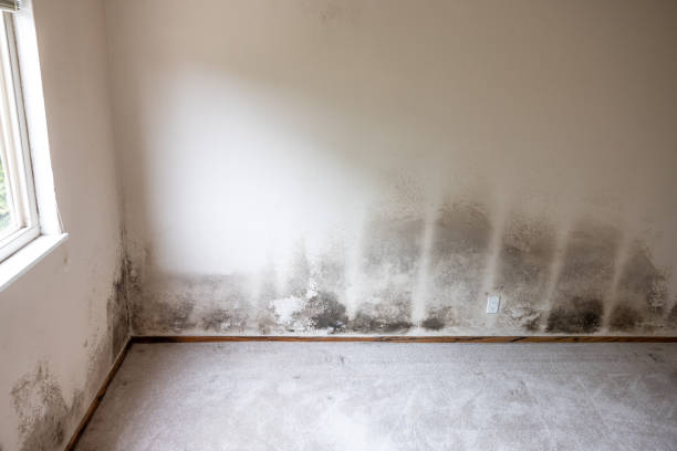 Best Biohazard Mold Removal  in Rson, CA