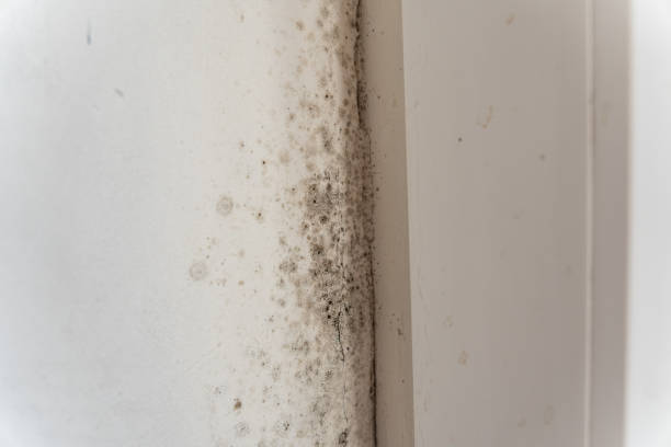 Best Mold Odor Removal Services  in Rson, CA