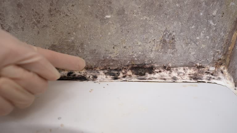 Best Mold Remediation for Healthcare Facilities  in Rson, CA
