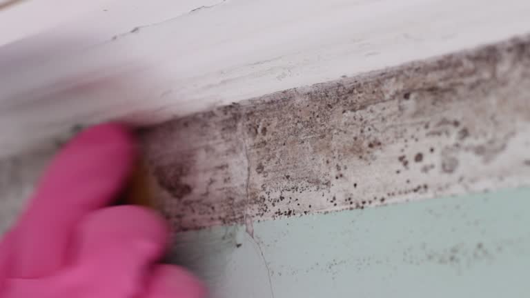 Best Airborne Mold Testing  in Rson, CA